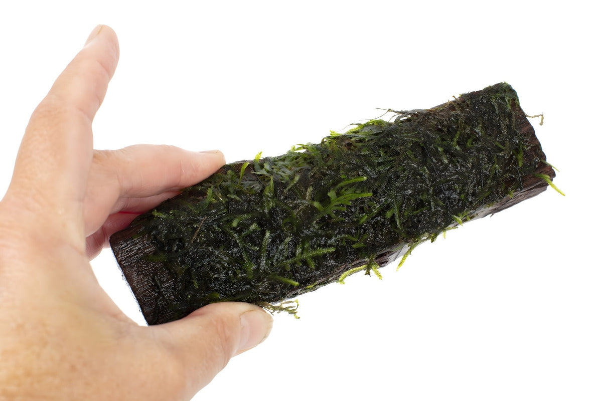 Vesicularia dubyana (Java Moss) on 10cm wood