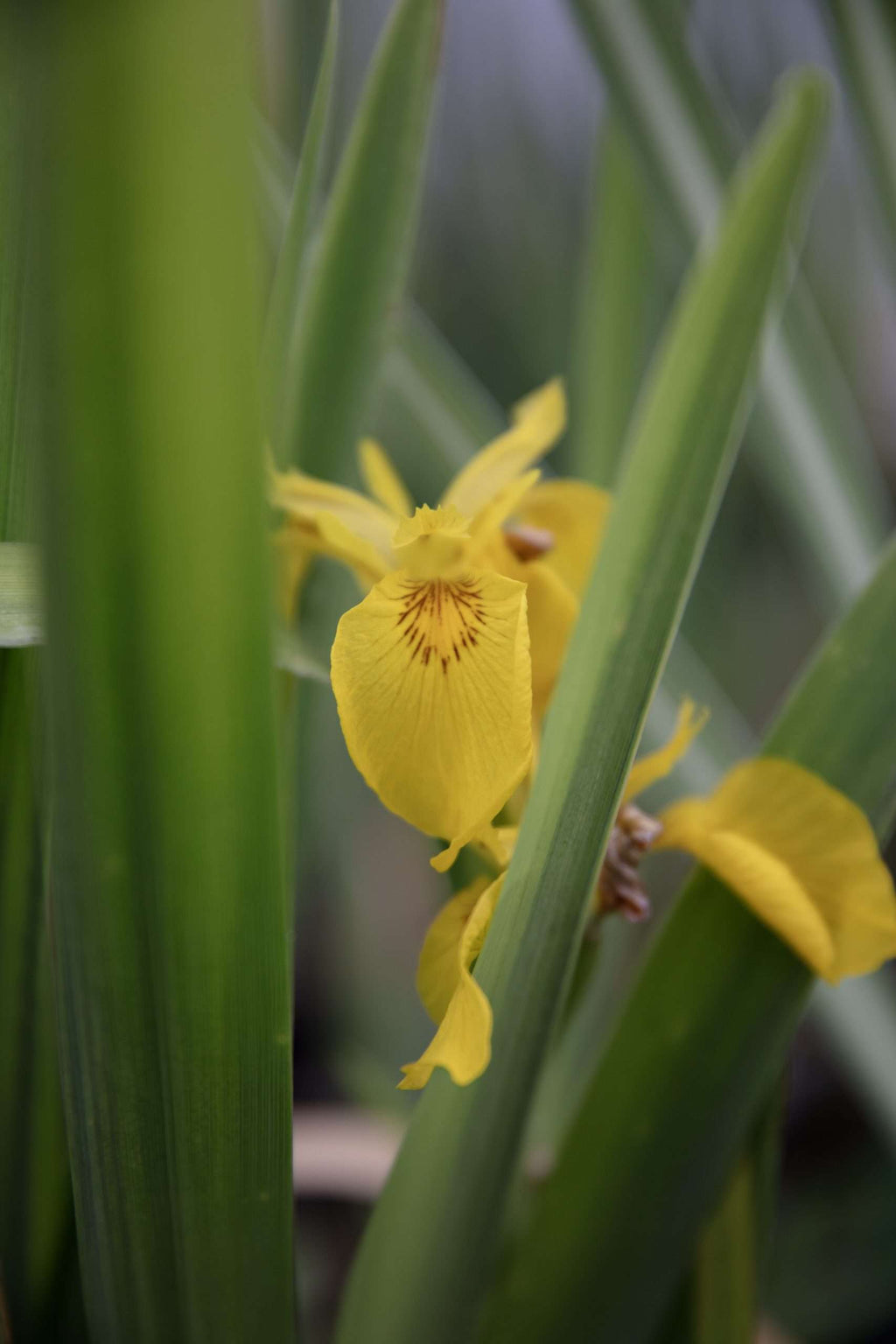 Iris pseudacorus 'Yellow Flag'